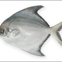 Pomfret