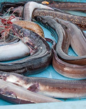 CONGER EEL