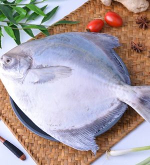 Chinese Pomfret 5