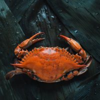 Crab