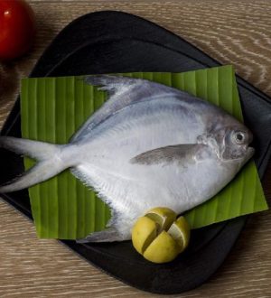 White Pomfret 9
